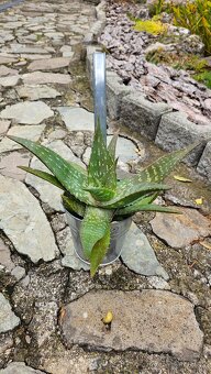 predám rastliny aloe vera - 7