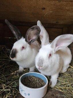 Kalifornský kralik - 7