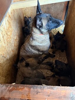 Belgický ovčiak bez PP - 7