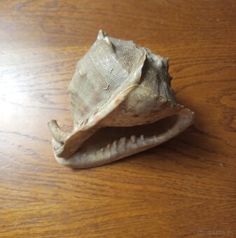 morská mušľa Prilbovka (Cassis) - 7