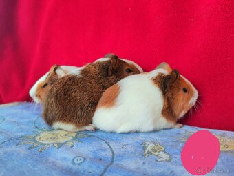 Morské prasiatka, morča, morčatá 🐹 - 7