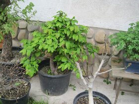 bonsai,bonsaj-hrab 5 - 7