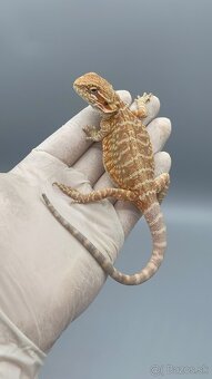 Agama bradata / pogona vitticeps - 7
