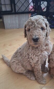 Pudel  Kralovsky Velký Krytie - 7