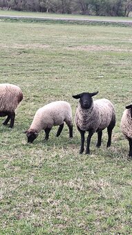 Predám 2 jahnicky - 7