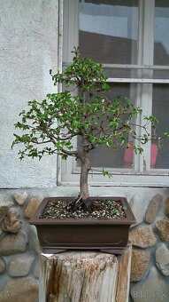bonsai,bonsaj-hrab 2 - 7