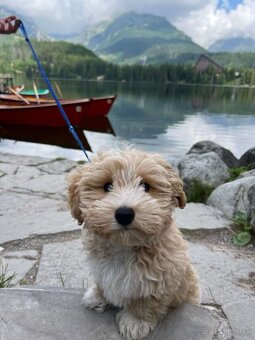 Maltipoo - miniatúrne - 7