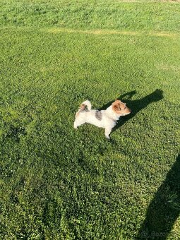 Jack russel krytie - 7