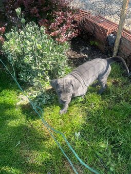 Cane Corso s PP - 7