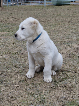 Stredoázijský ovčiak SAO s PP - 7