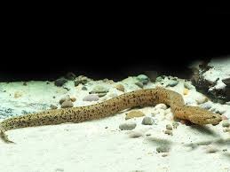 arapaima gigas +gary - 7