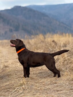 Hnedé šteniatka Labrador s PP - 7