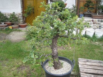 bonsai,bonsaj-DUB 6 - 7