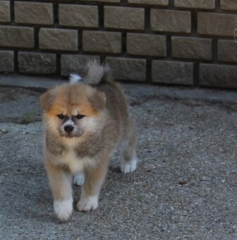 Akita inu - šteniatka s rodokmeňom - 7