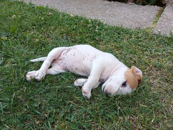 Jack russel teriér - 7