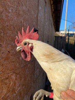 Ga h mong kohúti - 7