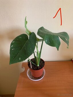 MONSTERA THAI CONSTELLATION - 7