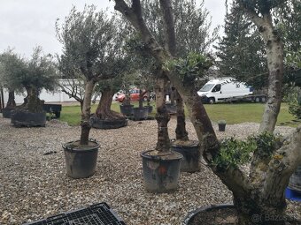 Olivovník bonsai - 7
