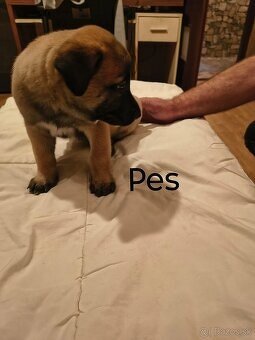 Belgický ovčiak malinois - 7