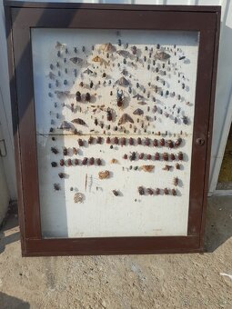 Vitrina , vyvesna skrinka , zbierka hmyzu - 7