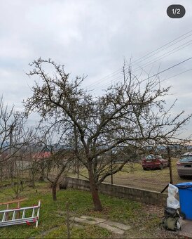 🌳 Rez ovocných stromov – december až marec 🌳 TT, TN, ZA... - 7