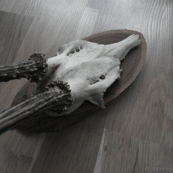 Parožie trofej jeleň lebka - 7