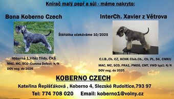 Bradáč malý korenie a sol - 7