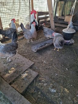 NV vlaška perlovošedá, ǰarabičia,striebrokrká - 7