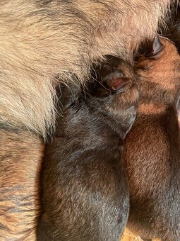 Nemecký ovčiak s PP - 7