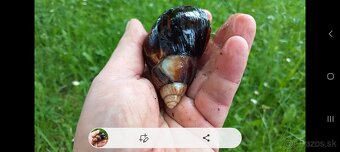 Africké slimáky - 7