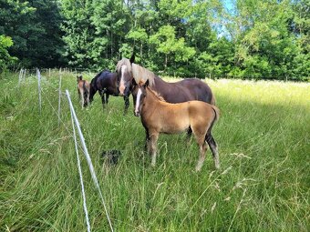 Welsh Cob C, Welsh pony - 7