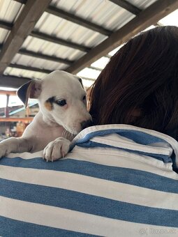Jack Russell Terier Tricolor - 7