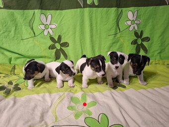 Jack russell terier - 7