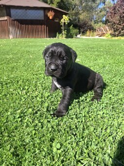 Bandog - 7