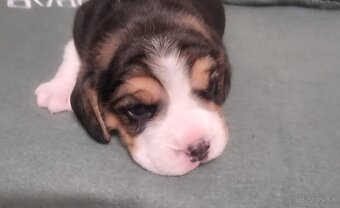 Šteniatka bígel, beagle - 7