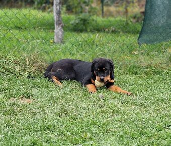 Predám 6 mesačného rotvajlera s PP - 7