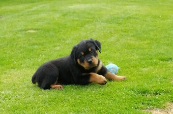 rottweiler, rotwailer, RTW, rotvajler, rotvailer - 7