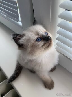 Mačiatka Ragdoll - 7