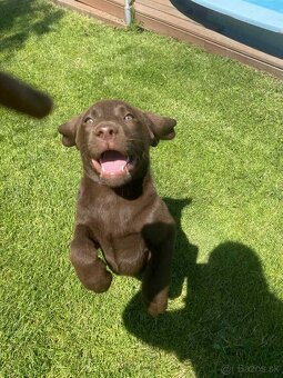 hnědé šteniatka labrador a – pripravené na odber - 7