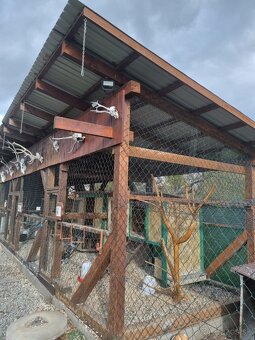 Voliéra ,klietka - 7