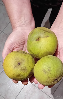 Orech čierny - sadenice. Orech čierny - Kotora - 7