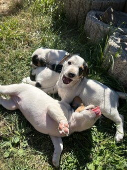 Šteniatka Jack Russell terier - 7