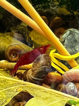 Krevetky | Neocaridina | Bloody Mary - 7