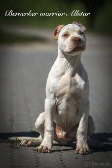 American bully XL/XXL s PP/stafford/pitbull/cane corso - 7