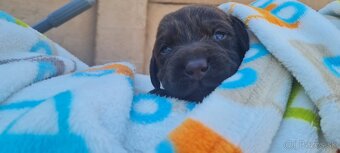 Šteniatka labradora - 7