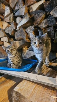 Darujem 2 mačiatka - 7