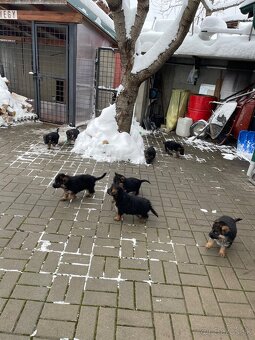 Nemecký ovčiak - 7