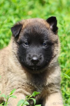 Belgický ovčiak - Malinois s PP, iba sučky - 7
