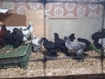 brahmanky, brahman, brahmanka velka - 7