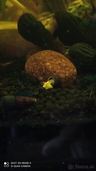 Tylomelania a Neocaridina - 7